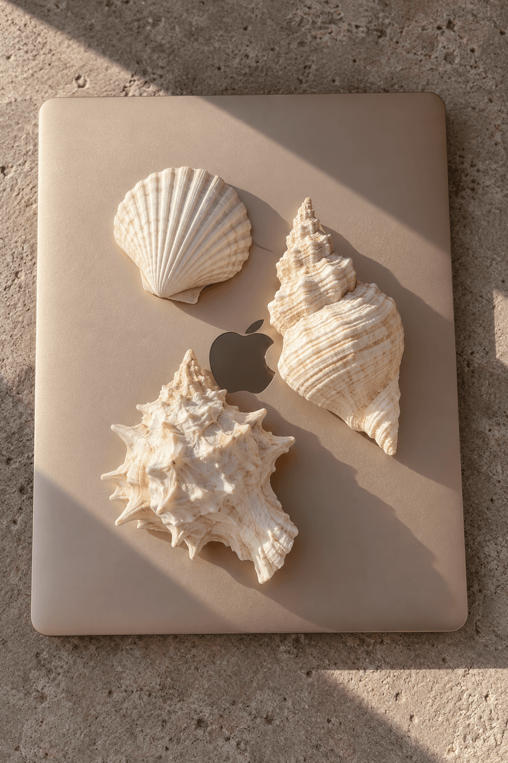 Seashells resting on a closed laptop in warm sunlight